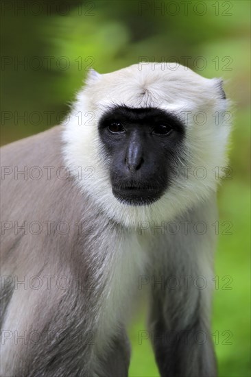 Northern plains gray langur