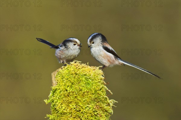 Long-long-tailed tits