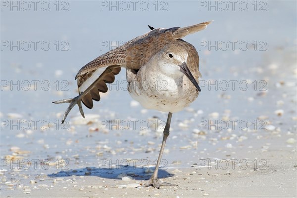 Willet