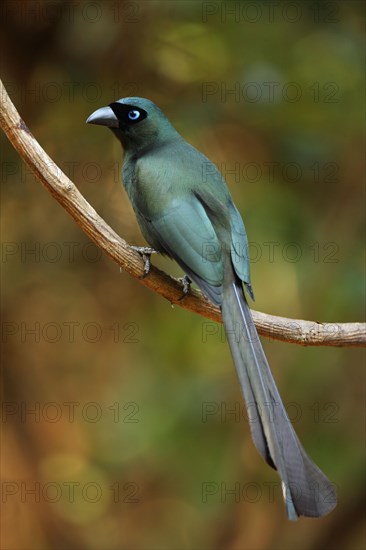 Adult vine-sitting serrated-tailed treepie