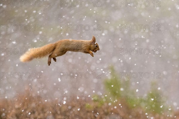 Eurasian red squirrel