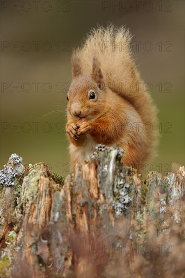 Adult Eurasian red eurasian red squirrel