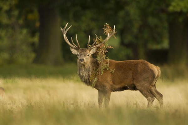 Red deer