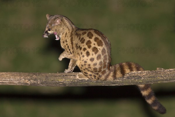 Rusty-spotted genet