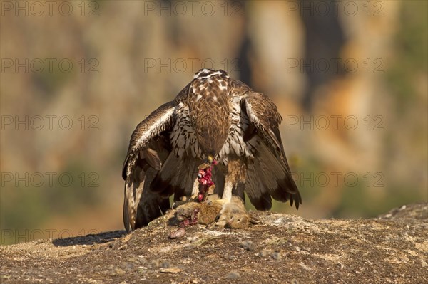 Bonelli's Eagle