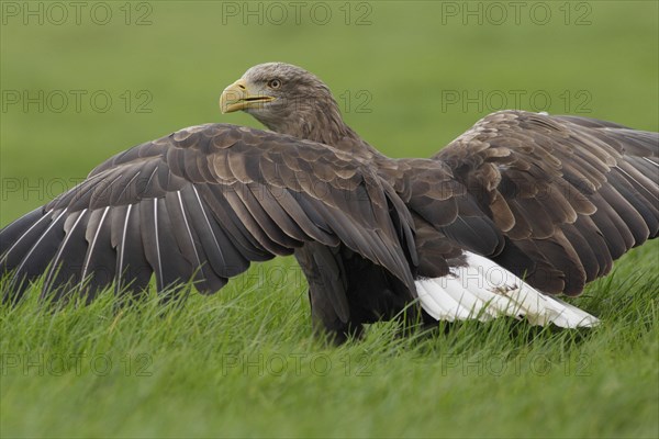 White-tailed eagle