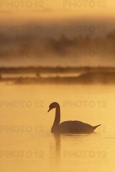 Mute Swan