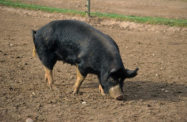 Domestic pig