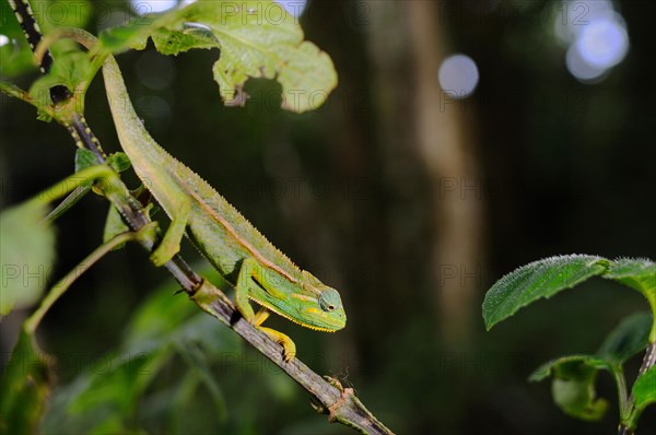 Elliot's trioceros elliotioti