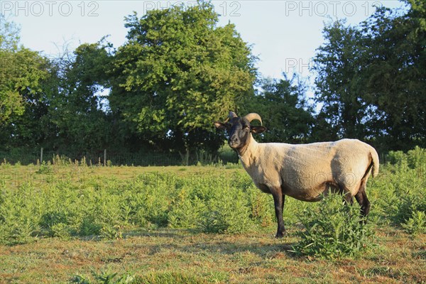 Domestic Sheep