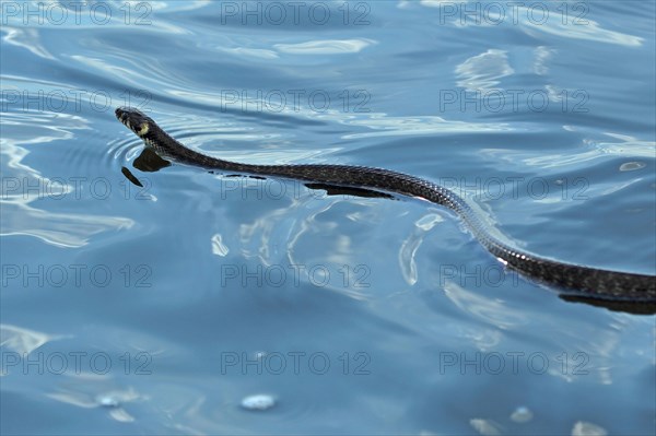 Grass snake