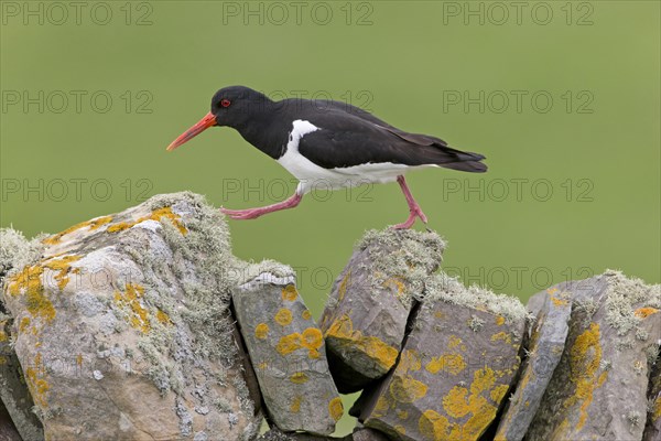 Eurasian Oystercatcher