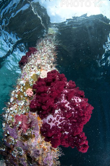 Coral growing on jetty stantion