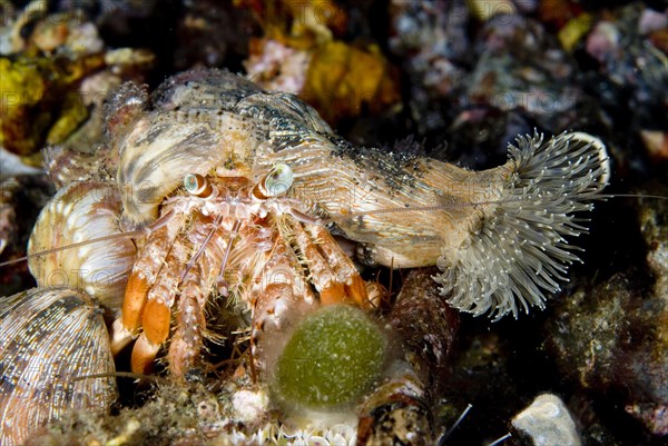 Anemone hermit crabs