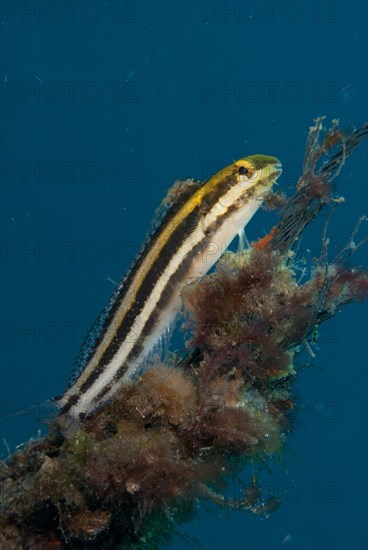 Sabretooth blenny