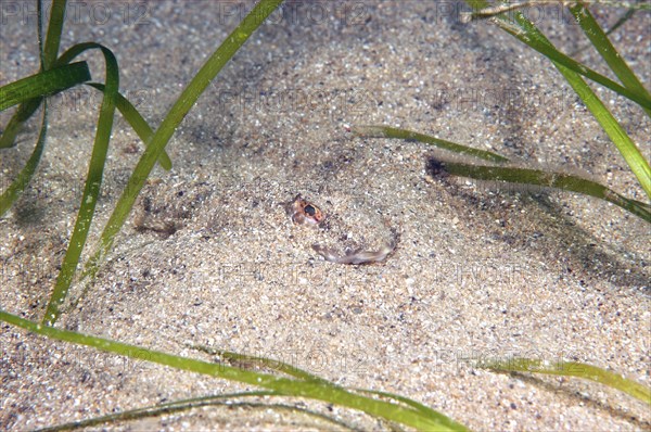 Common Dragonet