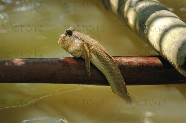 Mudskipper