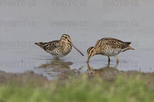 Common snipe