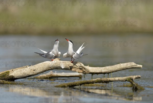 Common Tern