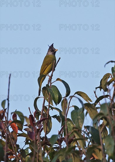 Crested Finchbill