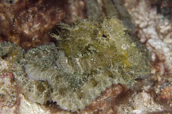 Algae Octopus