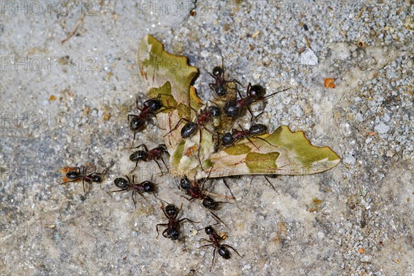 Southern Wood Ant