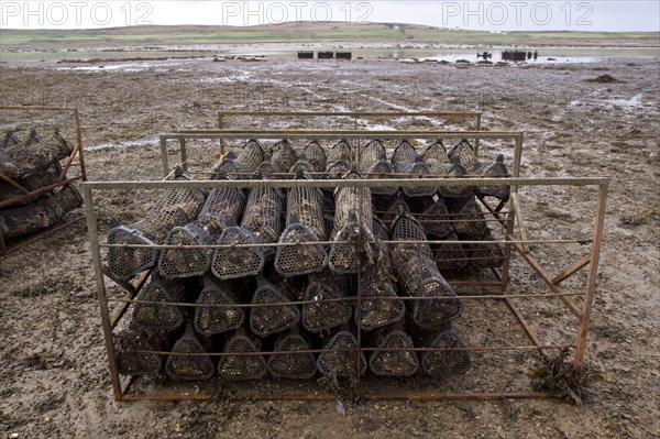 Oysters are covered by the tide in Loch Gruinart on Islay