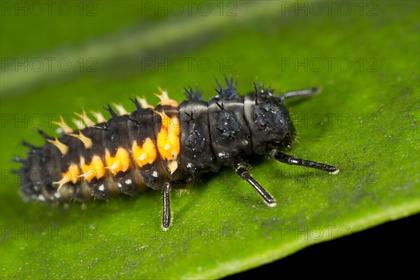 Asian Ladybird