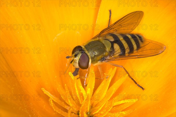 Common Banded Hoverfly