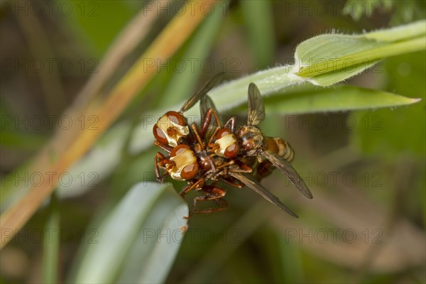 Common broad-headed blowfly