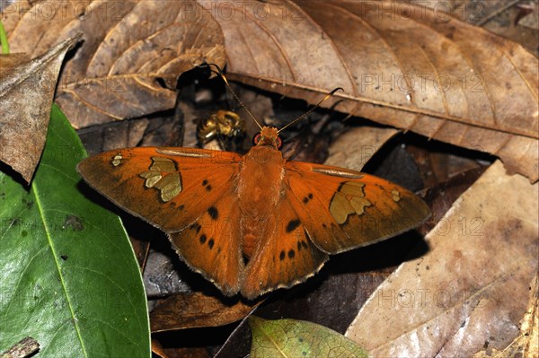 Skipper butterfly