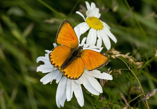 Scarce Copper