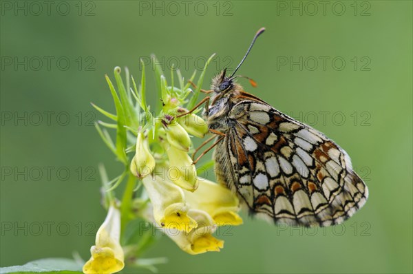 Heath Fritillary