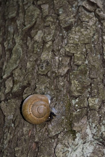 Roman snail