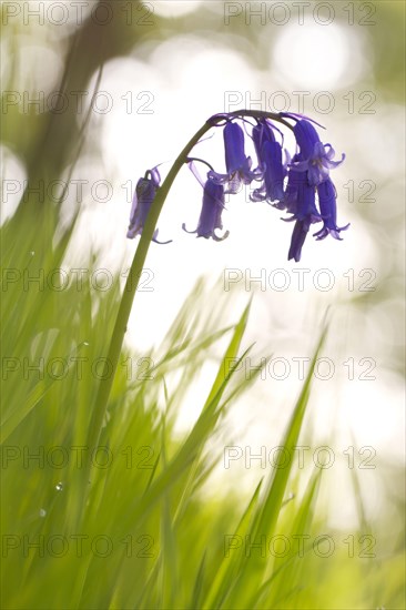 Endymion hyacinth