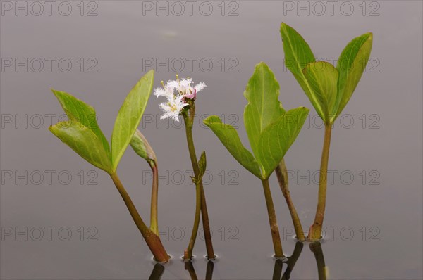 Bogbean