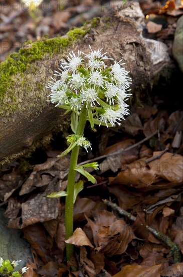 White Butterbur