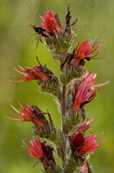 Adder bud flowers