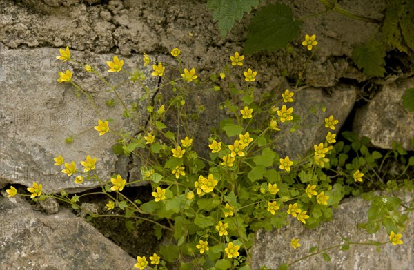 Celandine Saxifrage