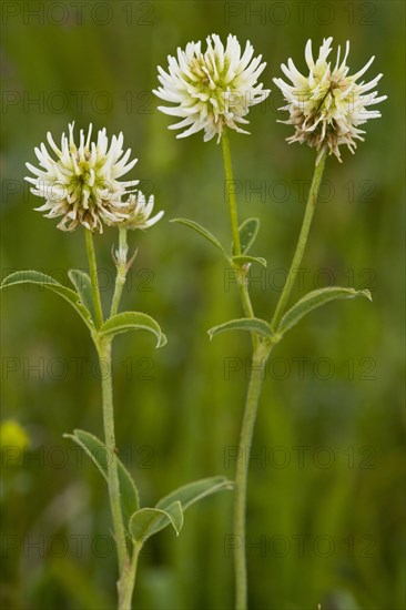 Flowering mountain clover