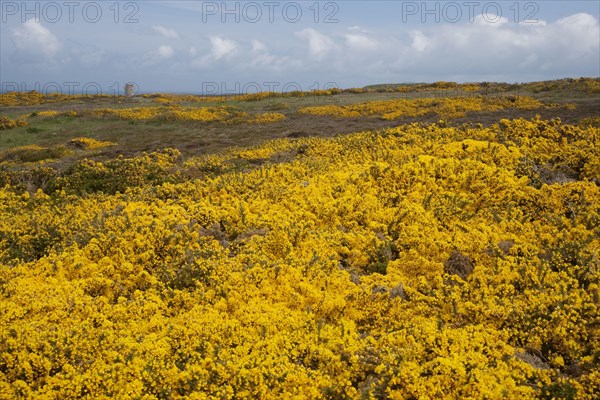 Flowering common gorse