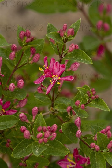 Tatar tatarian honeysuckle