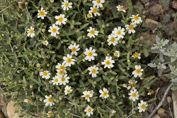 Flowering Plains Blackfoot