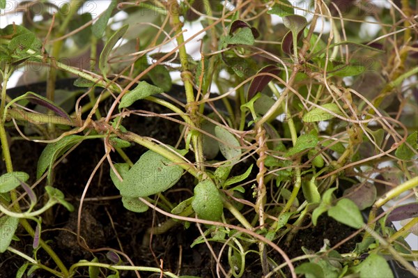 Nettle silk