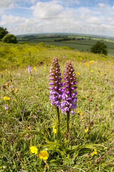 Fragrant Orchid