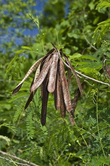 Leucaena leucocephala