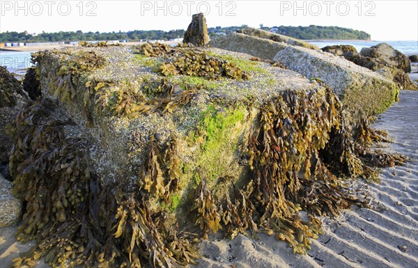 Flat Wrack