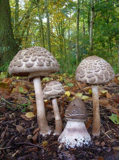 Parasol Mushroom