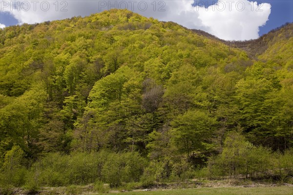 Oriental oriental beech