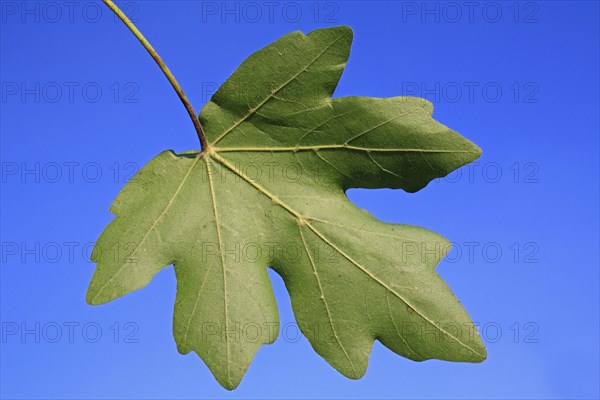 Field maple